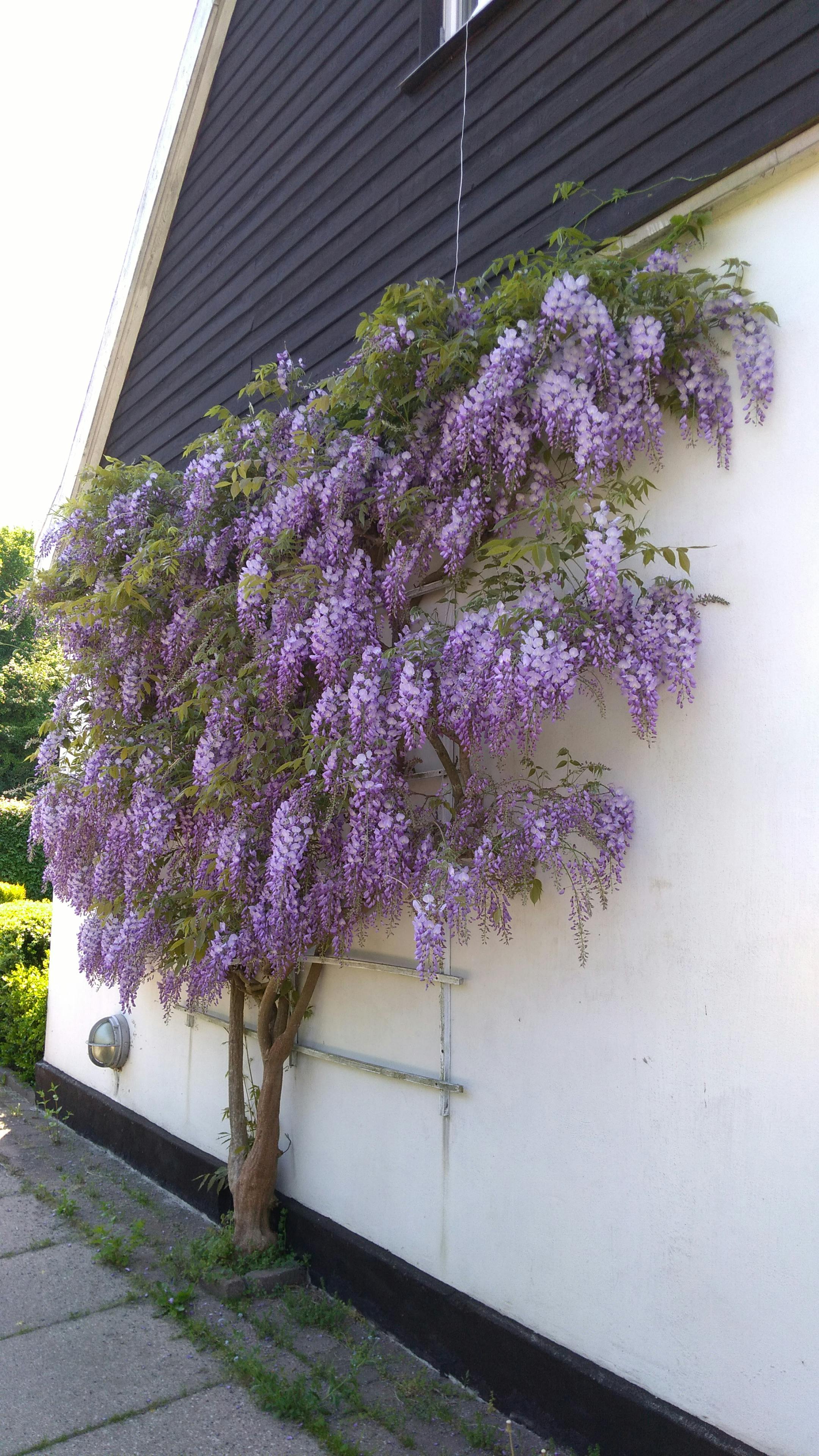 Private room for rent for DKK 4,950 per month in Virum, Virumvej