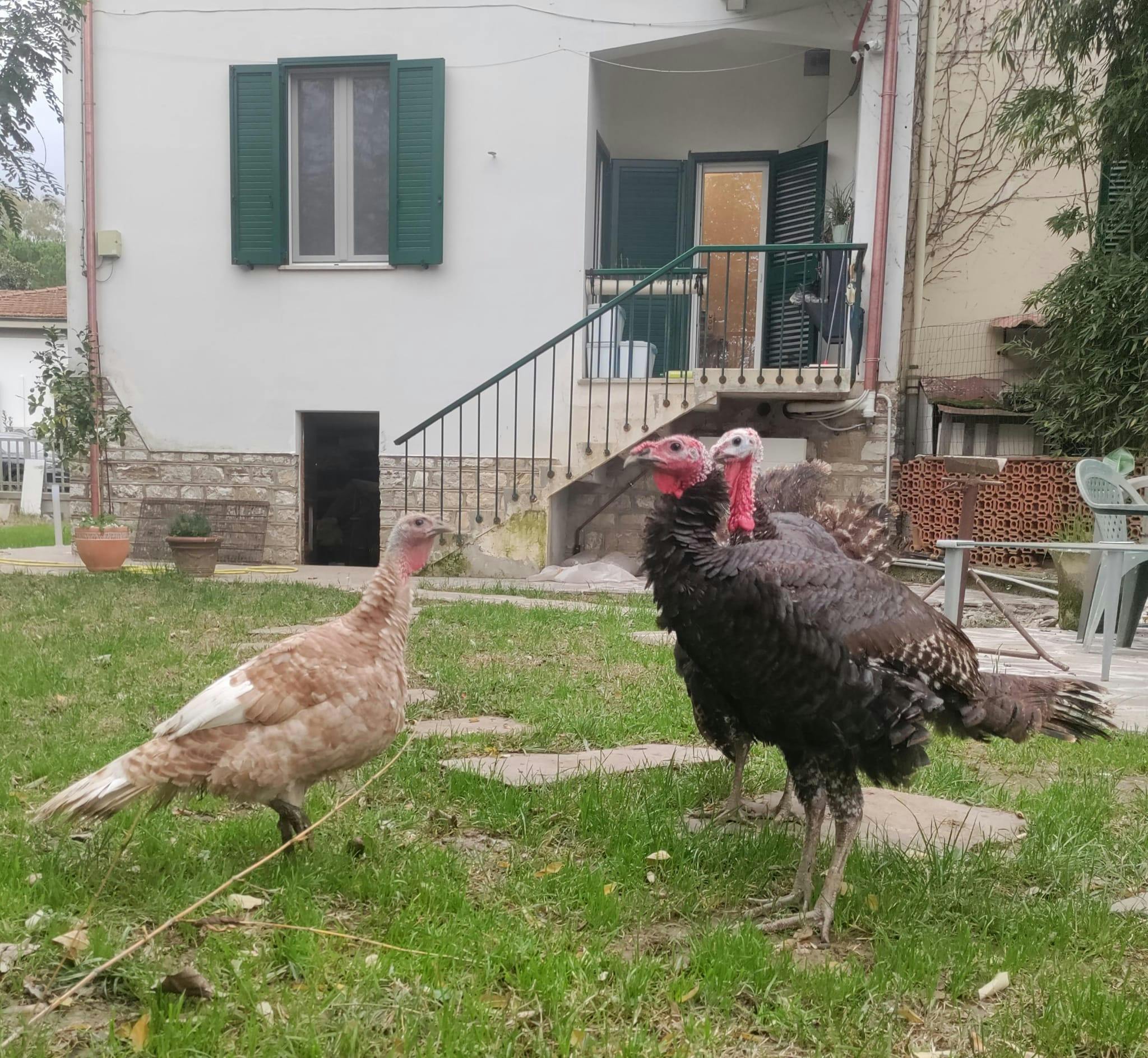 Single room Pisa, 1 bed, 14m² — photo 17