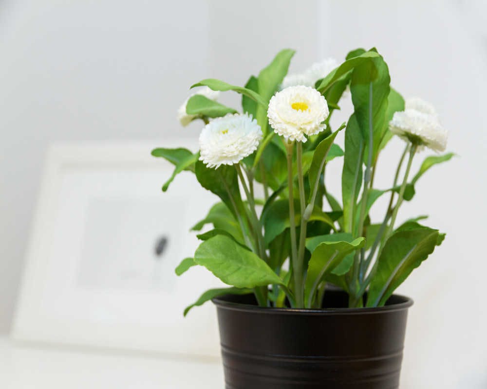 Via Bartolomeo D'Alviano, Milan preview