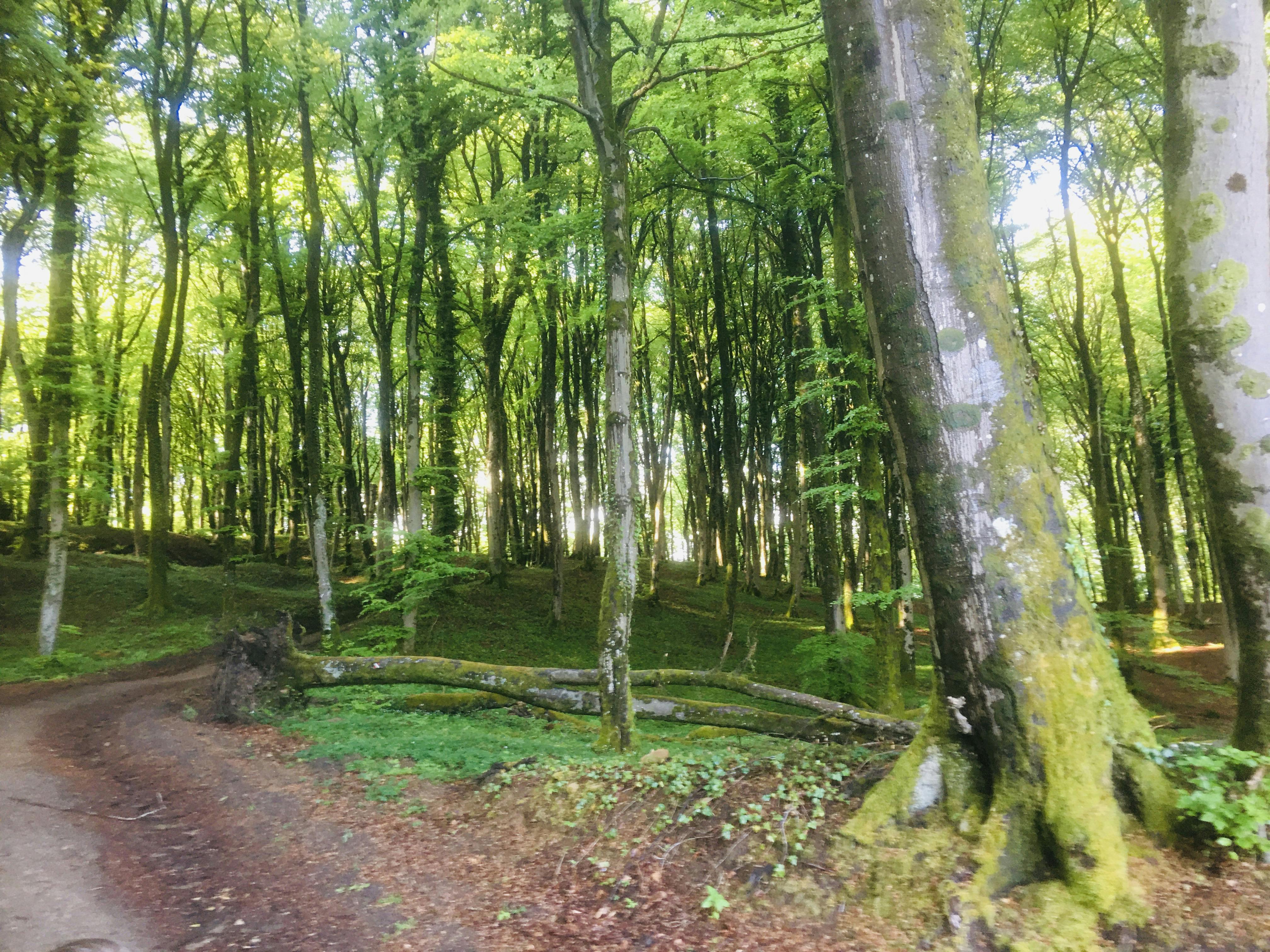 Grand'Rue, Tintigny Tintigny