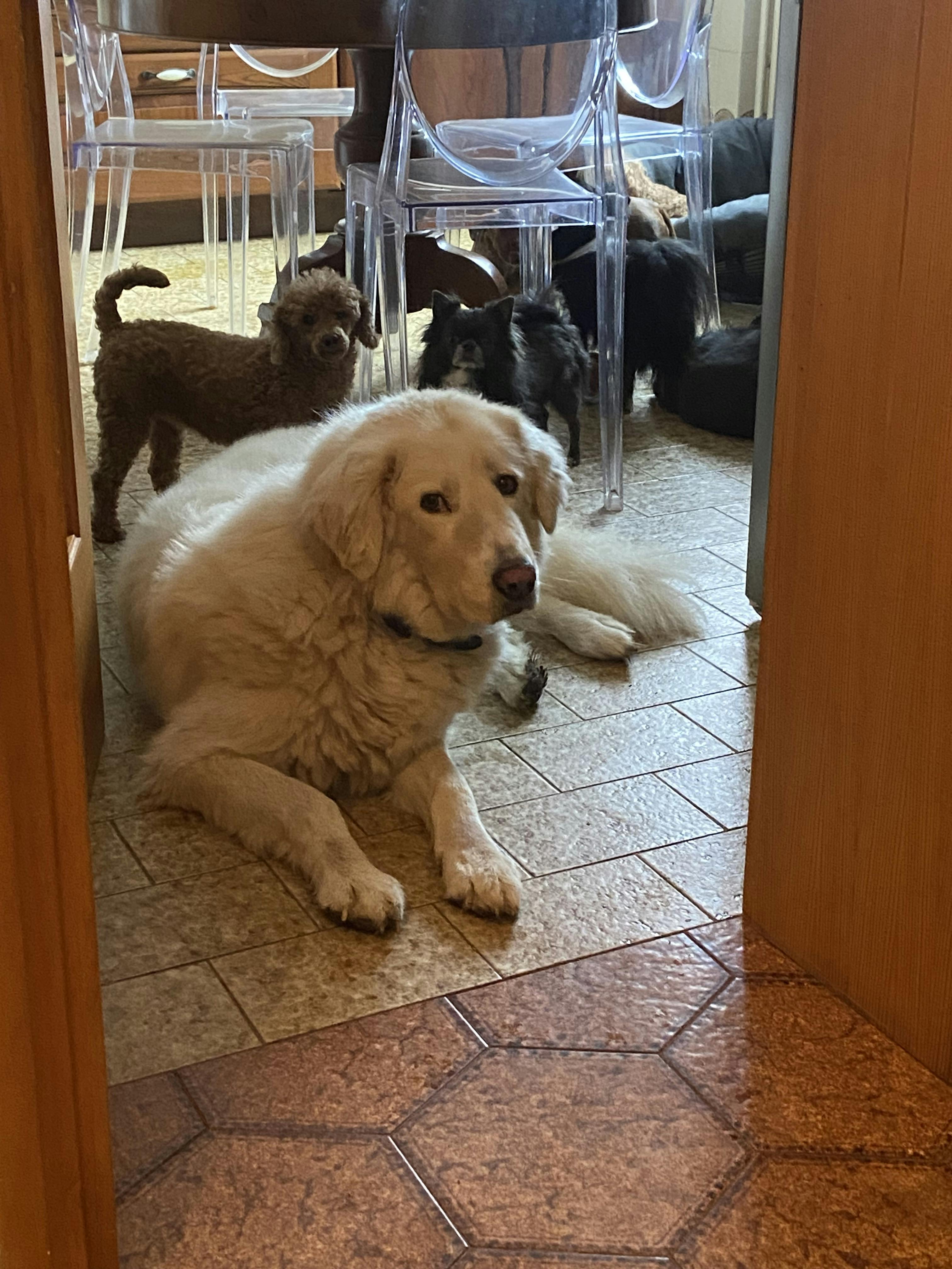 preview gallery tile