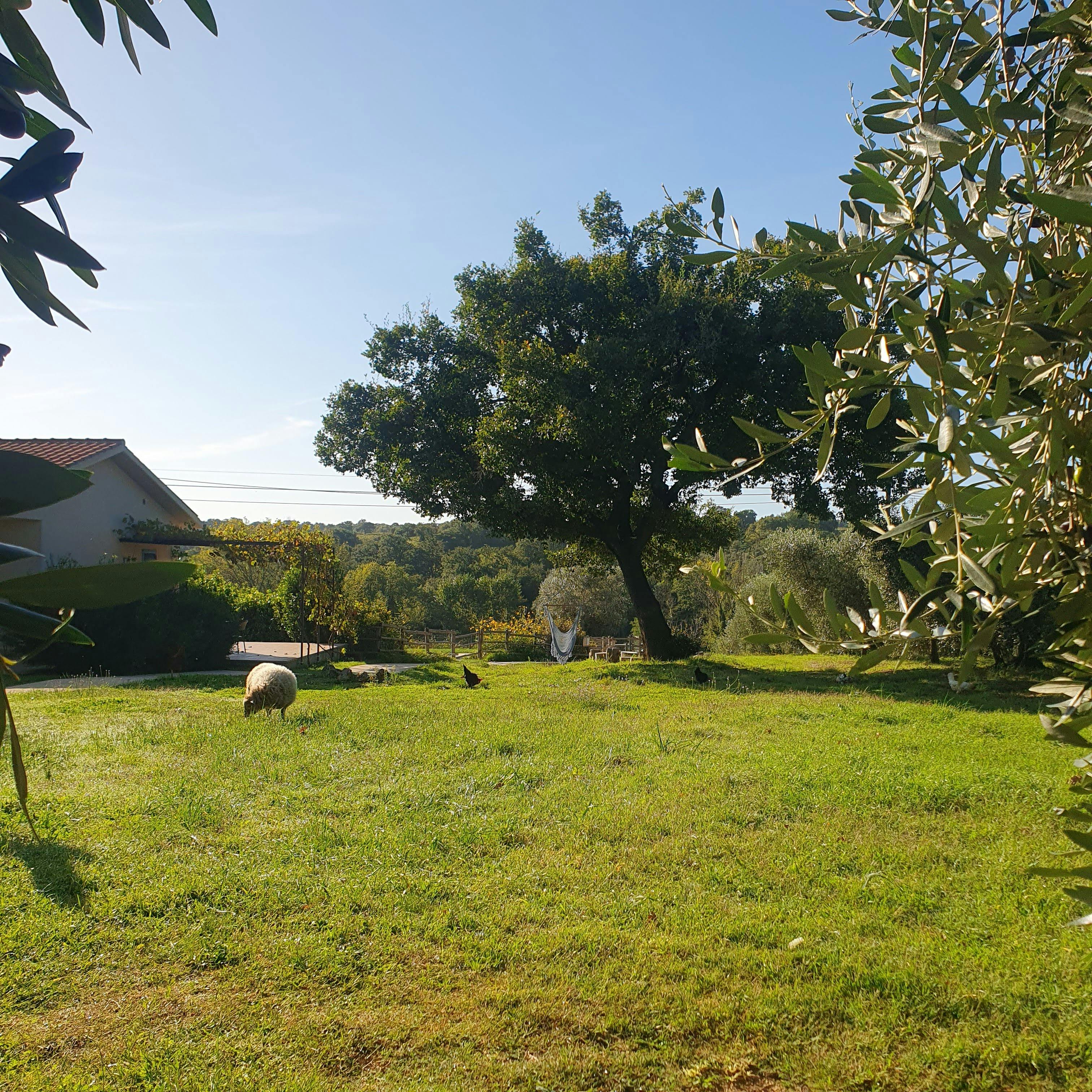 House for rent for €1,200 per month in Campagnatico, Strada Provinciale Voltina