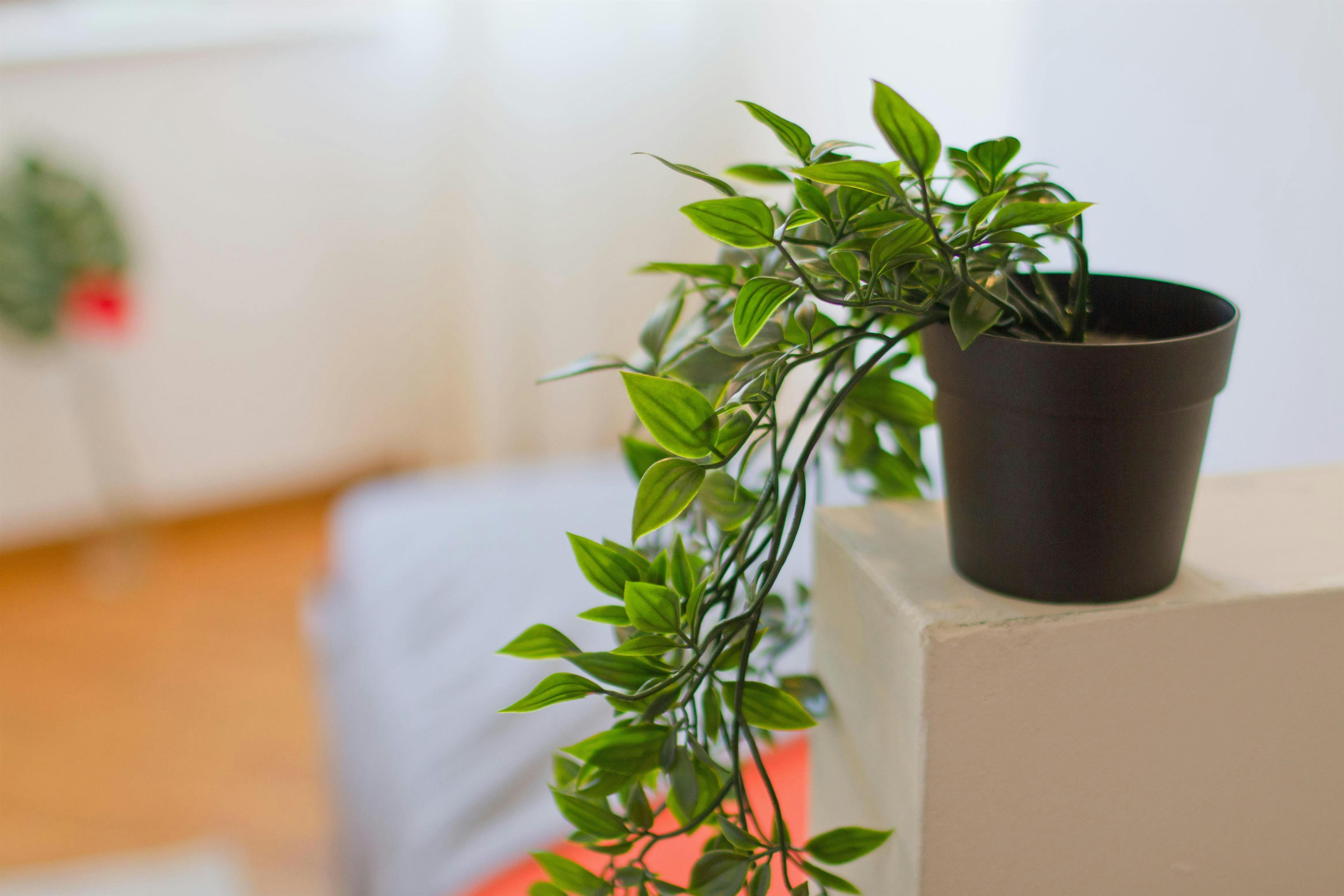 Single room Lecco, 1 bed, 12m² — photo 9