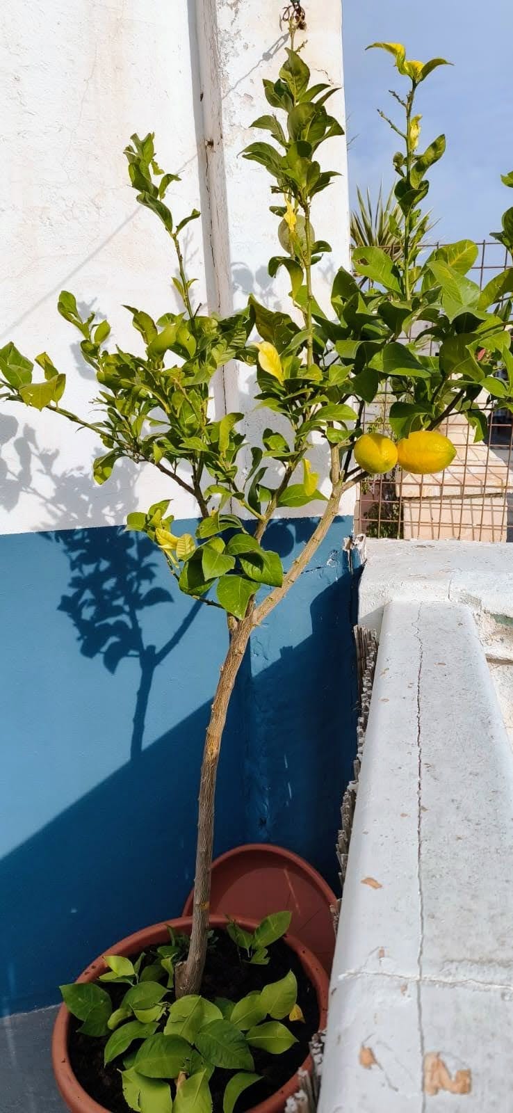 Private room for rent for €480 per month in Burjassot, Carrer Santiago García