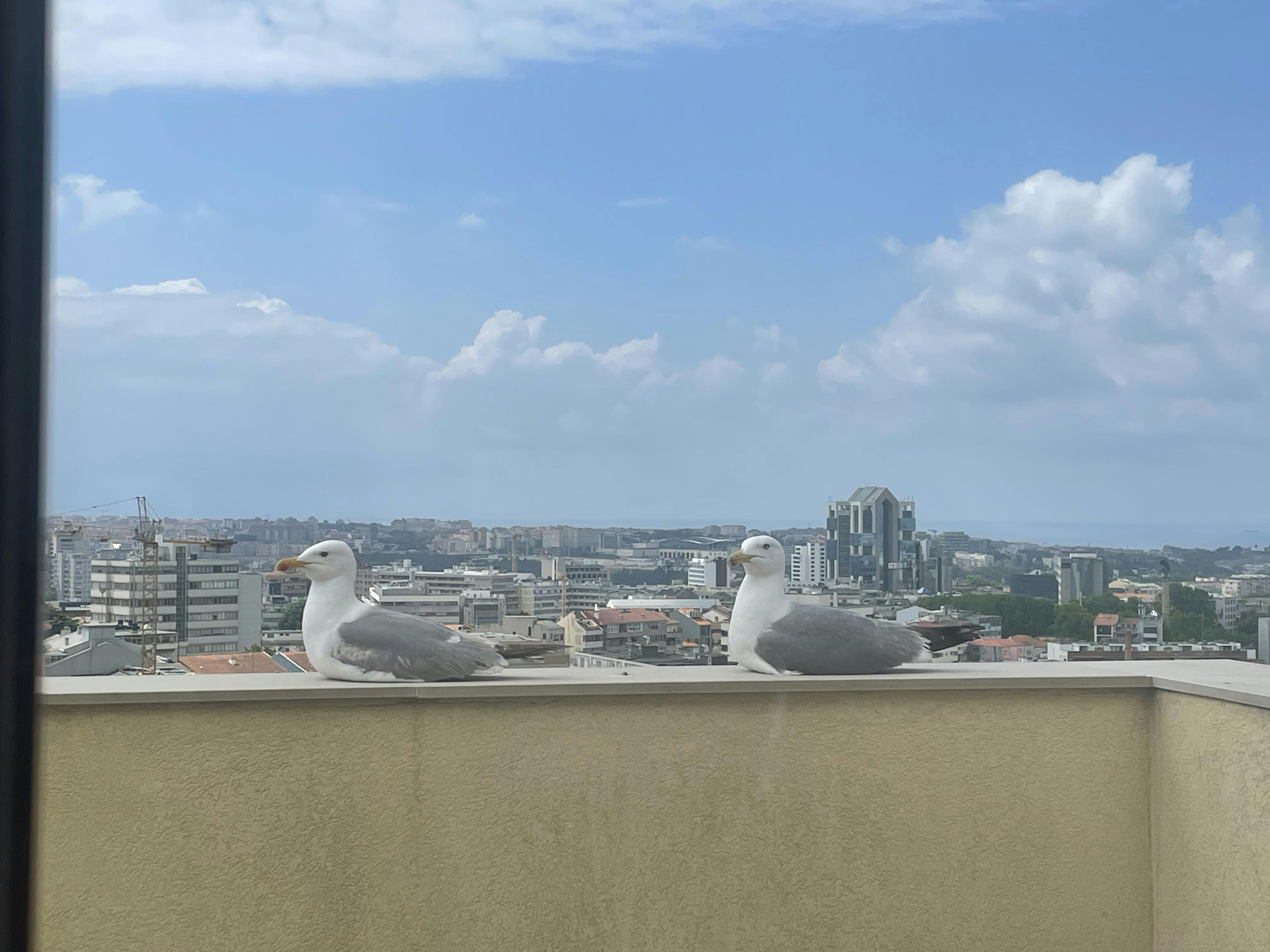 Apartment for rent for €2,000 per month in Porto, Rua da Constituição