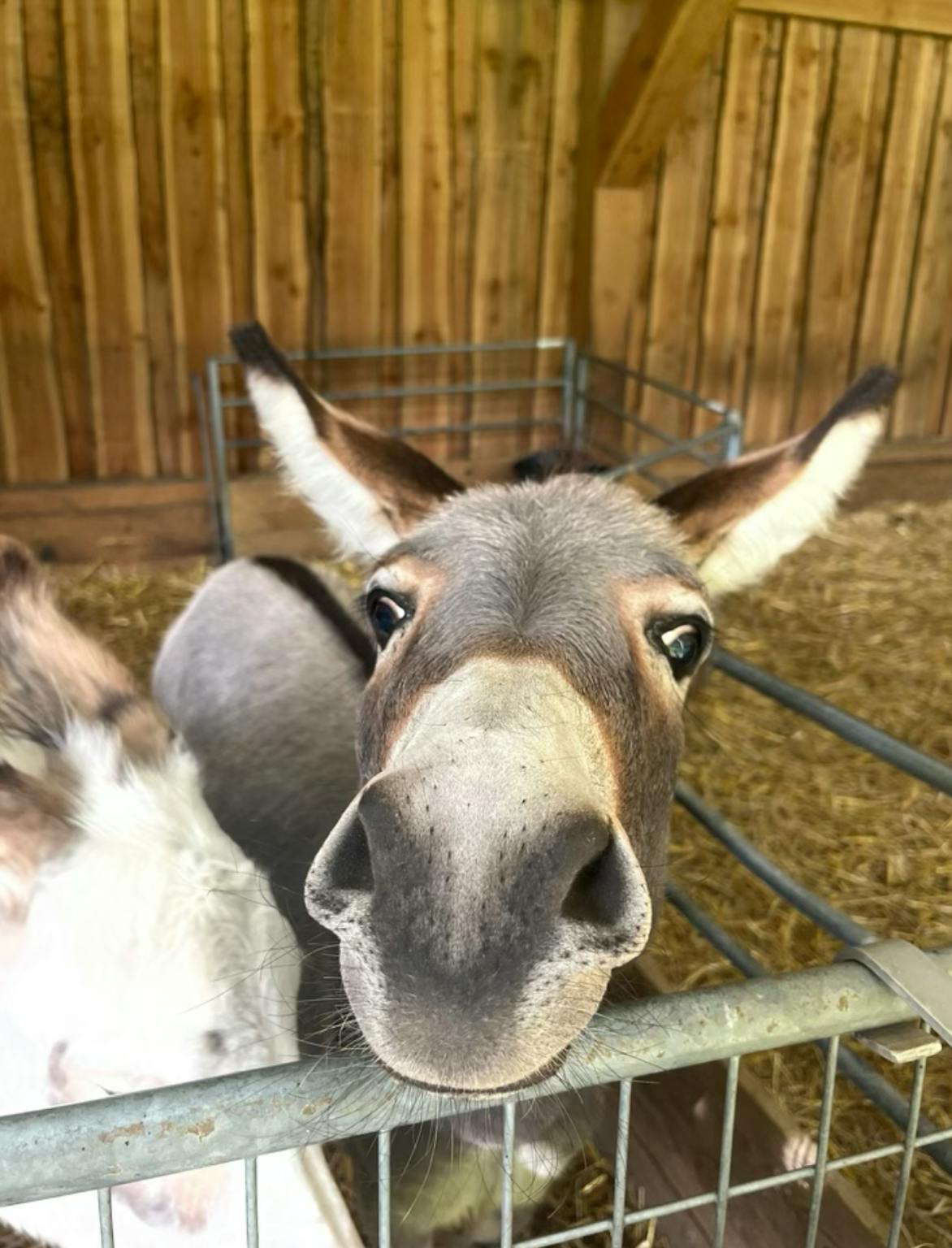 Glazeniersdreef, Maastricht preview