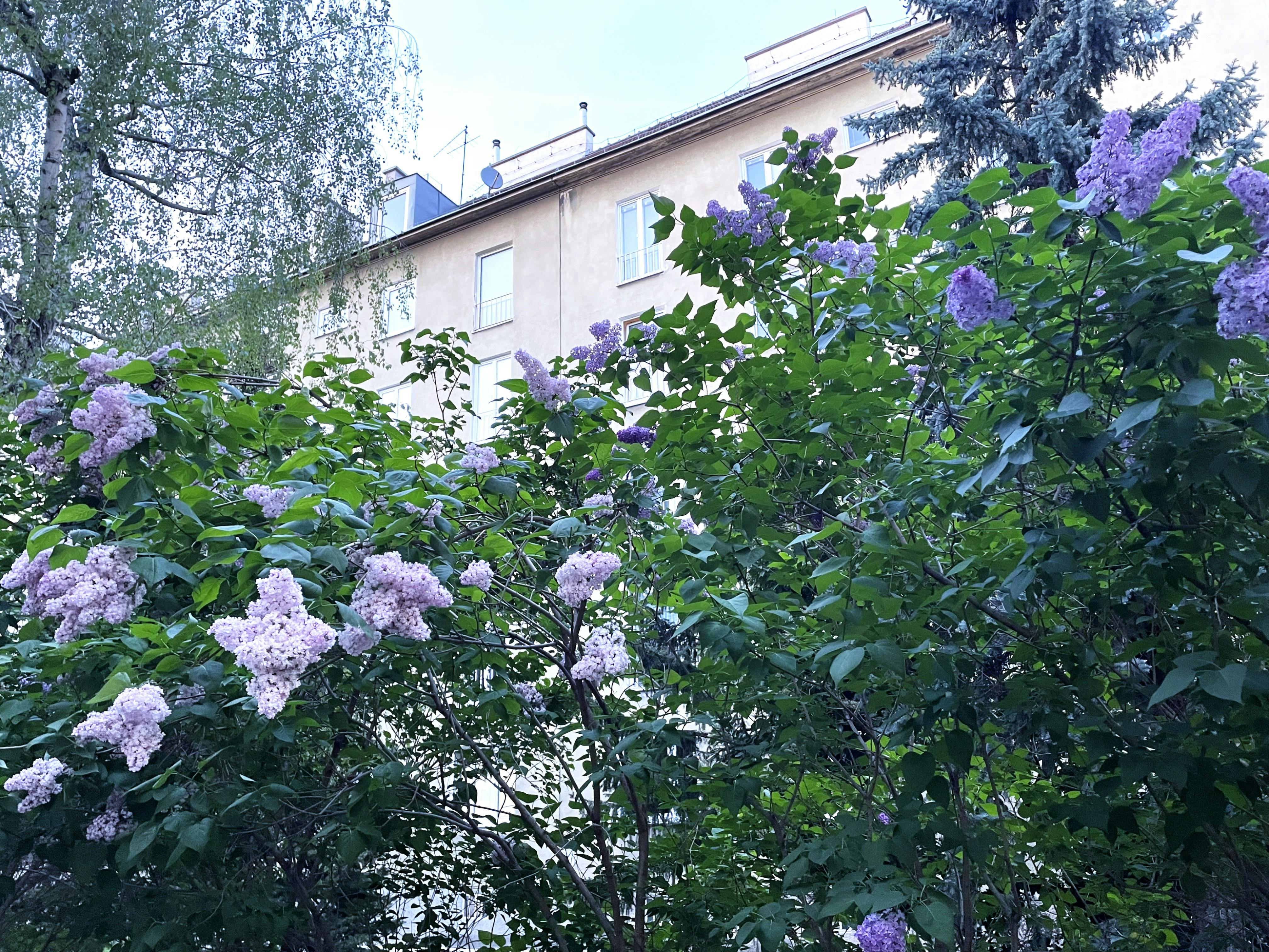 Hauffgasse