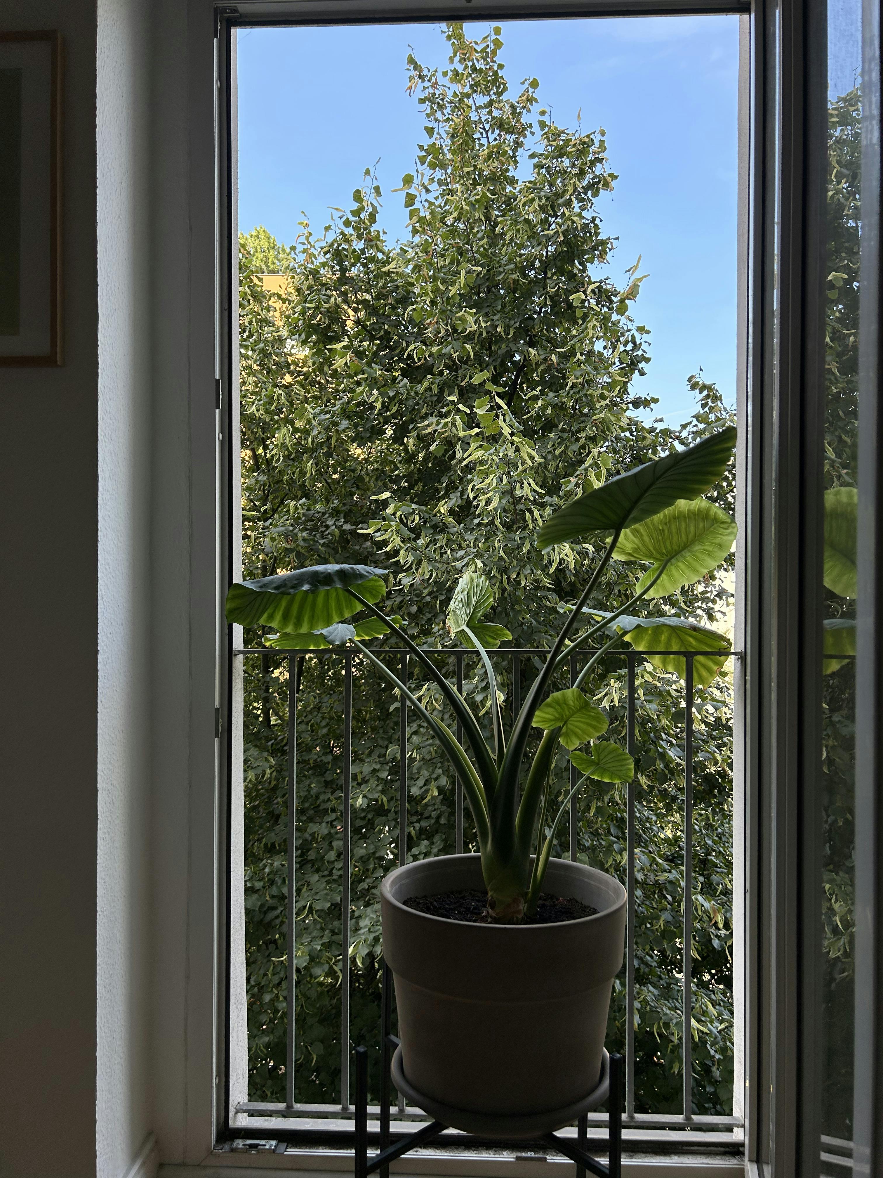 1-Bedroom Apartment in Grünberger Straße, Berlin (1745215) ROOM 3